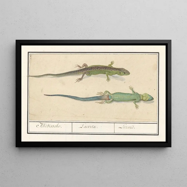 Anselmus Botius de Boodt - Zandhagedis Lacerta agilis Akedissche Lacerta Lezard.webp