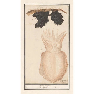 Anselmus Botius de Boodt - Zeekat of sepia Sepiida 1 uva marina 2 Saepia.webp
