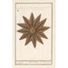 Seestern Asteroidea Seestern Stella Marina Seestern - Anselmus Botius de Boodt — Ansicht des Kunstwerks