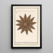 Seestern Asteroidea Seestern Stella Marina Seestern - Anselmus Botius de Boodt — gerahmtes Bild an der Wand