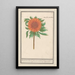 Sonnenblume Helianthus annuus Sonnenblume rund Flos solis rotondus herbe au soleil blume rund - Anselmus Botius de Boodt