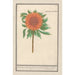 Sonnenblume Helianthus annuus Sonnenblume rund Flos solis rotondus herbe au soleil blume rund - Anselmus Botius de Boodt