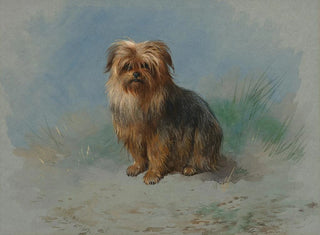 Archibald Thorburn - A Norfolk terrier.webp
