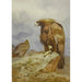 Ein Paar königlicher Adler - Archibald Thorburn — Ansicht des Kunstwerks