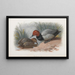 Ein Paar Reiherenten - Archibald Thorburn — gerahmtes Bild an der Wand