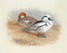 Eine Paar Harles - Archibald Thorburn — Ansicht des Kunstwerks