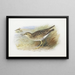 Pluvier de Bartram - Archibald Thorburn — gerahmtes Bild an der Wand