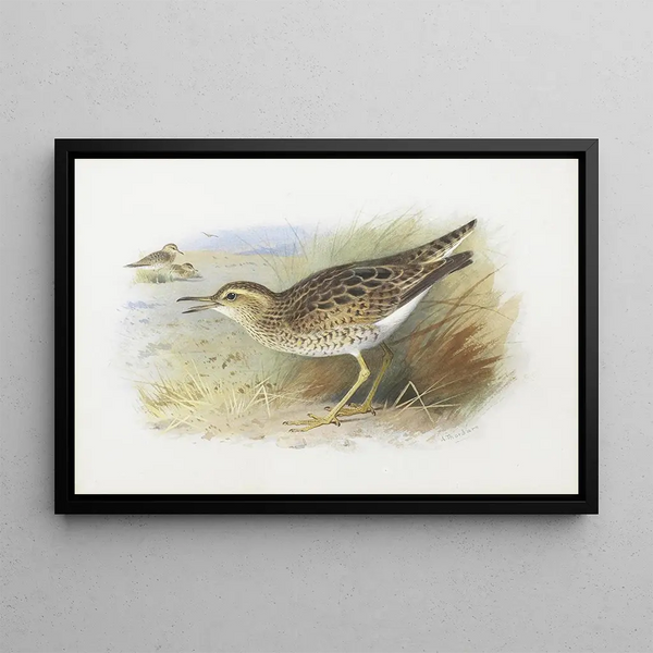 Archibald Thorburn - Bartrams Plover.webp