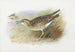 Pluvier de Bartram - Archibald Thorburn — Ansicht des Kunstwerks
