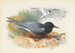 Guifette noire et puffin majeur - Archibald Thorburn — Ansicht des Kunstwerks