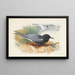 Guifette noire et puffin majeur - Archibald Thorburn — gerahmtes Bild an der Wand