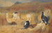 Großes Auerhuhn im Feld - Archibald Thorburn — Ansicht des Kunstwerks