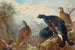 Großtrappe - Archibald Thorburn — Ansicht des Kunstwerks