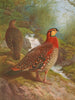 Tragopan de Blyth - Archibald Thorburn — Ansicht des Kunstwerks