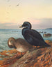 Macreuse brune - Archibald Thorburn — Ansicht des Kunstwerks