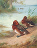 Fuligule nyroca - Archibald Thorburn — Ansicht des Kunstwerks