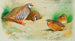 Perdrix rouge et poussins - Archibald Thorburn — Ansicht des Kunstwerks