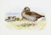 Gänsegeier - Archibald Thorburn — Ansicht des Kunstwerks