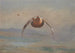 Grouse en vol - Archibald Thorburn — Ansicht des Kunstwerks