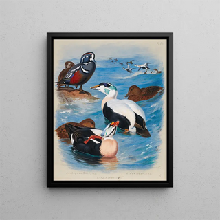 Archibald Thorburn - Harlequin And Eider Ducks.webp