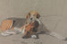 Hunde Blumen und Froschmormor - Archibald Thorburn — Ansicht des Kunstwerks