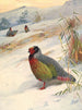 Perdrix de sang de Kusers von Archibald Thorburn — Ansicht des Kunstwerks