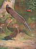 Fasan Argus Malaiisch - Archibald Thorburn — Ansicht des Kunstwerks