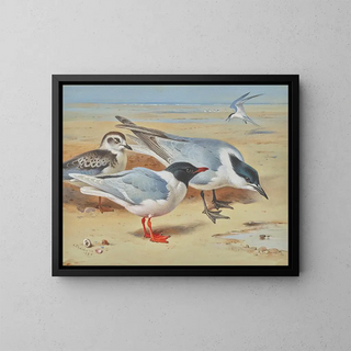Archibald Thorburn - Mediterranean gull and juvenile with sandwich terns on a beach.webp