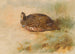 Perdrix - Archibald Thorburn — Ansicht des Kunstwerks