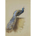 Reproduktion des Gemäldes Pfau - Archibald Thorburn