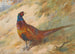 Fasan - Archibald Thorburn — Ansicht des Kunstwerks