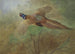 Fasan im Flug - Archibald Thorburn — Ansicht des Kunstwerks