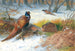 Faisans dans la neige - Archibald Thorburn — Ansicht des Kunstwerks