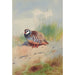 Perdrix rouge - Archibald Thorburn — Ansicht des Kunstwerks