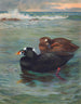 Surf Scoter - Archibald Thorburn — Ansicht des Kunstwerks