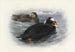 Macreuse à front blanc - Archibald Thorburn — Ansicht des Kunstwerks
