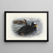 Macreuse à front blanc - Archibald Thorburn — gerahmtes Bild an der Wand
