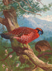 Tragopan de Temmincks - Archibald Thorburn — Ansicht des Kunstwerks