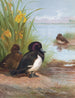 Fuligule morillon - Archibald Thorburn — Ansicht des Kunstwerks