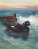 Macreuse à velours - Archibald Thorburn — Ansicht des Kunstwerks