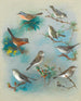 Fauvettes und Zaunkönige - Archibald Thorburn — Ansicht des Kunstwerks