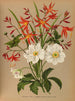 Crocosmia aurea 2 Anémone japonica Honorine Jobert - Arentina Hendrica Arendsen — Ansicht des Kunstwerks
