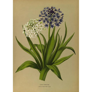 Arentina Hendrica Arendsen - 1 Scilla Peruviana 2Scilla Peruviana Alba.webp