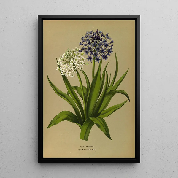 Scilla Peruviana 2 Scilla Peruviana Alba - Arentina Hendrica Arendsen — gerahmtes Bild an der Wand