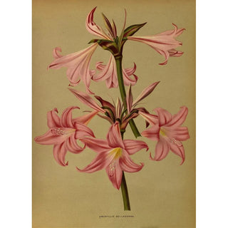 Arentina Hendrica Arendsen - Amaryllis Belladonna.webp