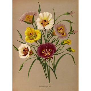 Arentina Hendrica Arendsen - Calochorti Spec Div.webp