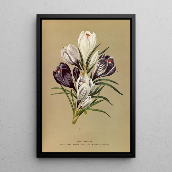 Reproduktion des Gemäldes Crocus Vernus Var - Arentina Hendrica Arendsen