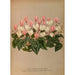 Cyclamen Hederaefolium Cyclamen Autumnale - Arentina Hendrica Arendsen — Ansicht des Kunstwerks