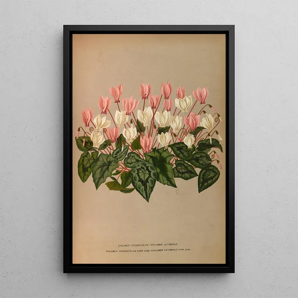 Cyclamen Hederaefolium Cyclamen Autumnale - Arentina Hendrica Arendsen — gerahmtes Bild an der Wand