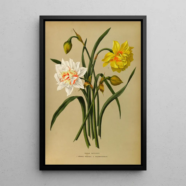 Narcisse Double 1 Orange Phoenix 2 Incomparabilis - Arentina Hendrica Arendsen — gerahmtes Bild an der Wand